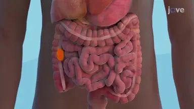 Digestive System Organs