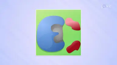 Digestive System Enzymes