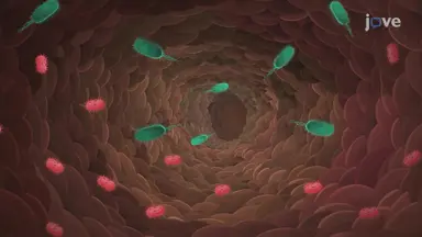 Digestive System Bacteria