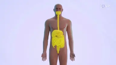 Digestive System Health