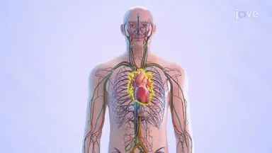 Cardiovascular System