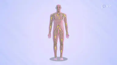 Lymphatic System