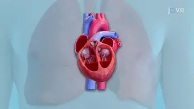 Heart