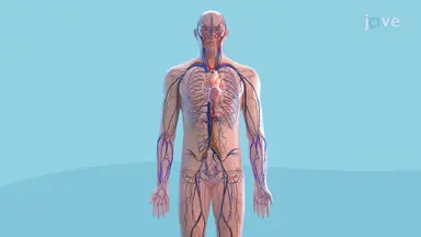 Blood Vessels