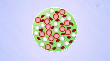 Blood Diseases