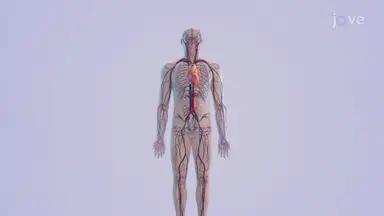 Cardiovascular Health