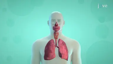 Respiratory System