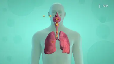 Respiratory System Organs