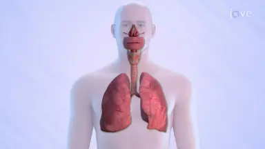 Respiratory System Health