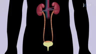 Excretory System