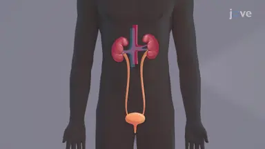 Urinary System