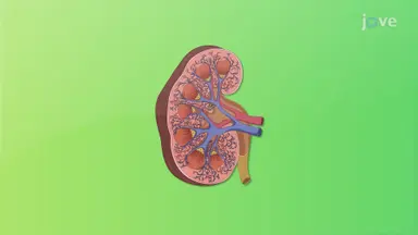 Kidneys