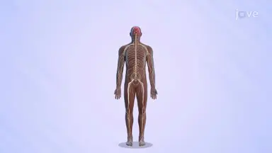 Nervous System