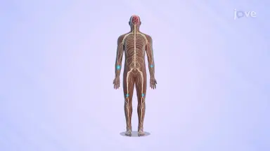 Nerve Impulse