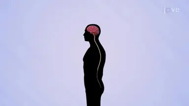 Central Nervous System