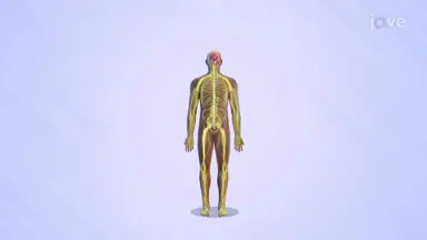 Peripheral Nervous System