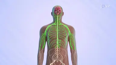 Nervous System Health