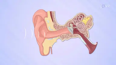 Hearing and Balance