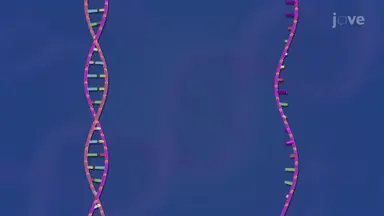 DNA and RNA