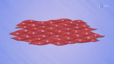 Types of Tissues