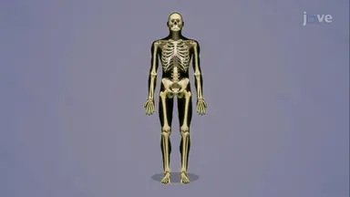 Function of Bones