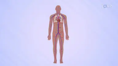 Blood Circulation