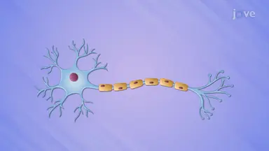 Structure of Neuron