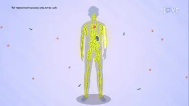 Immune System