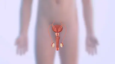 Overview of Male Reproductive System