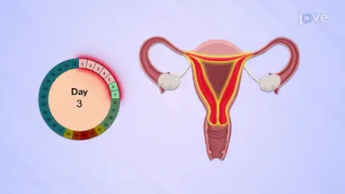 Menstrual Cycle