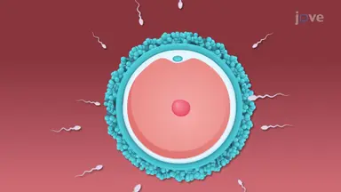 Fertilization