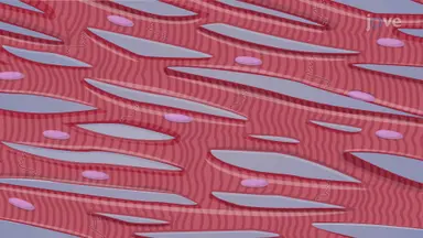 Cardiac Muscles