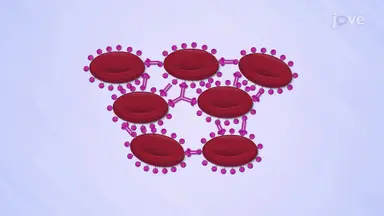 Blood Type - II