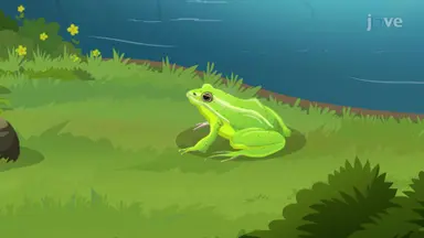 Amphibian Evolution and Ecology