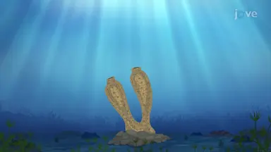 Sponges