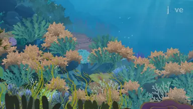 Cnidarians