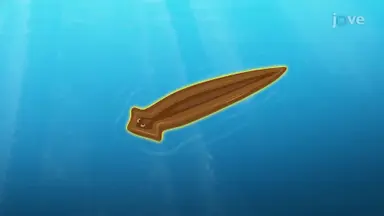 Flatworms
