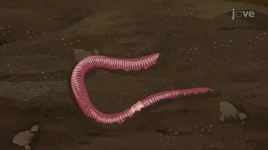 Segmented Worms