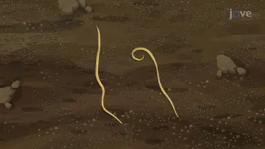 Roundworms
