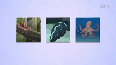 Types of Mollusks