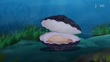 Importance of Mollusks
