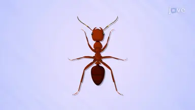 Arthropods