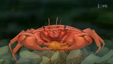Crustaceans