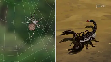 Arachnids