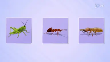 Importance of Arthropods