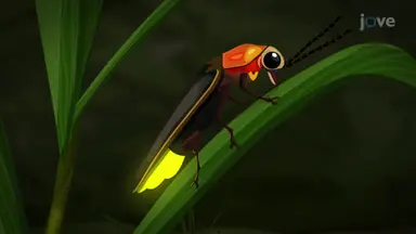Insects