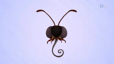 Modes of Feeding in Insects