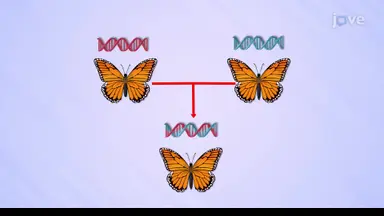 Insect Reproduction