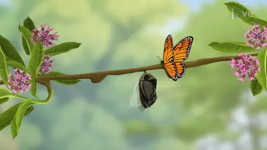 Lifecycle of Insects