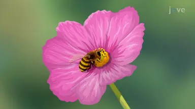 Importance of Insects
